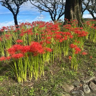 巾着田の彼岸花、写真の彼岸花は満開ですが
その他の彼岸花はツボミが多く少し早かった様です