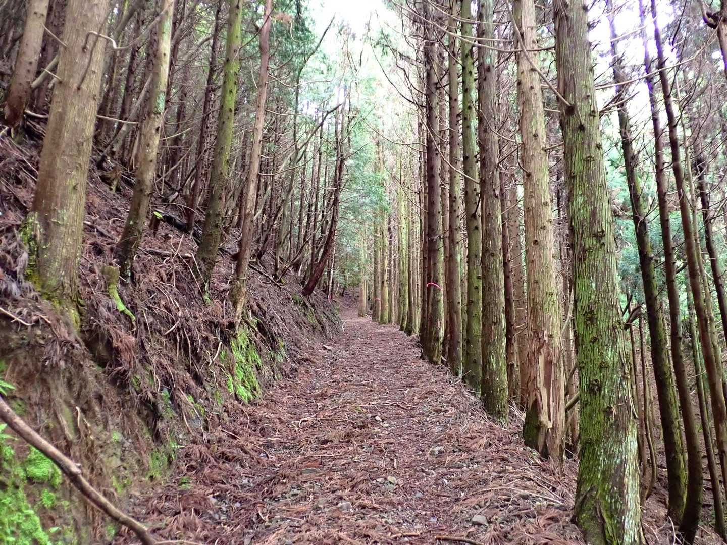 この道きつい😰
植林帯、林道、坂きつい