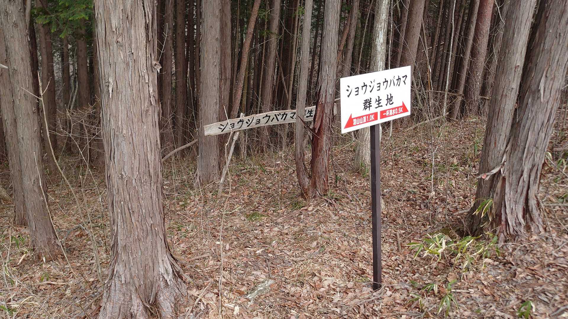 先ほど見かけたのはショウジョウバカマだったんだね🤭