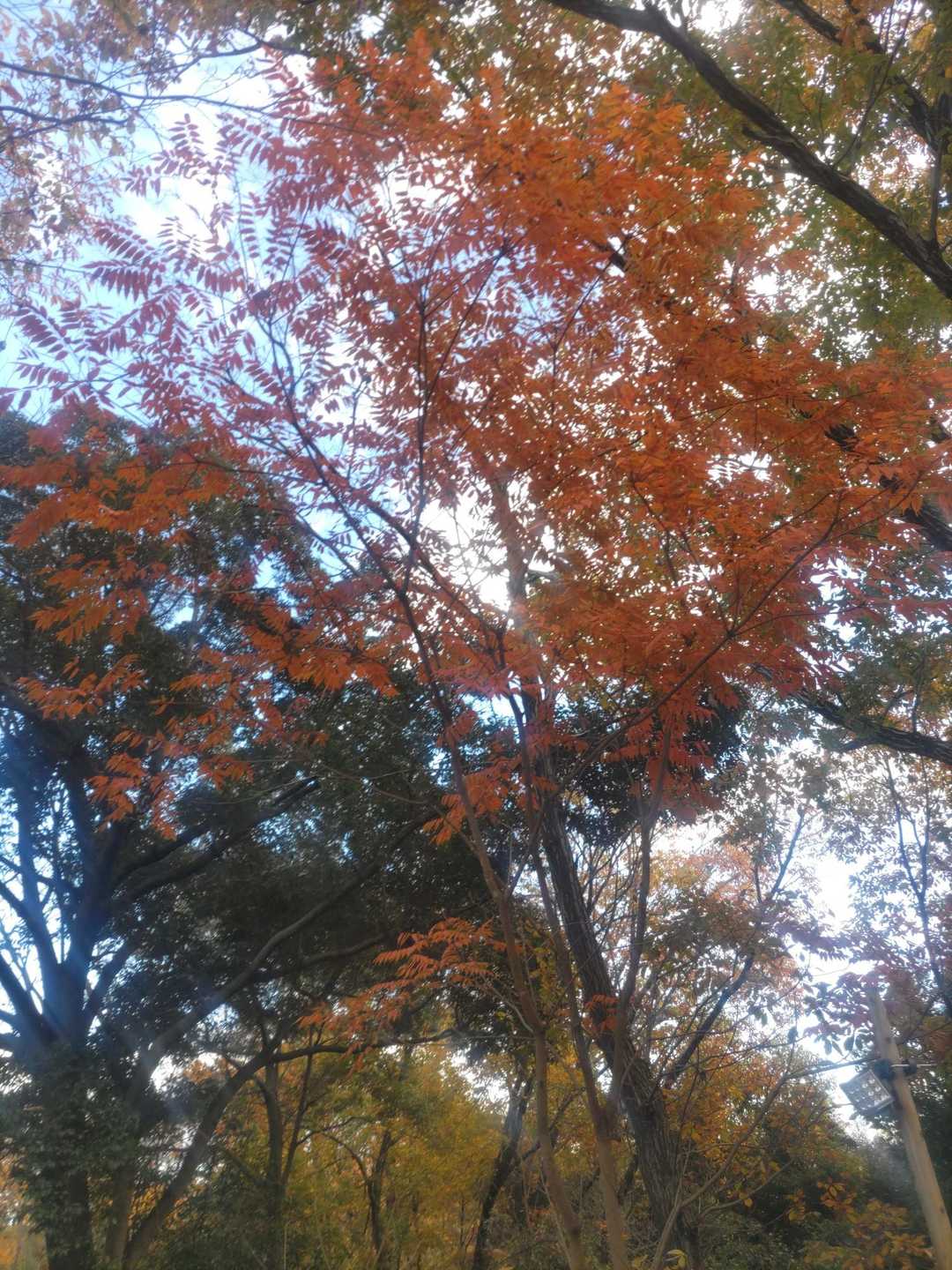 オレンジ色かわいい🍁