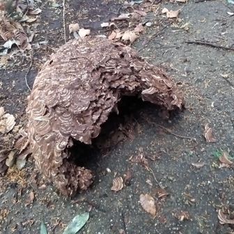 スズメバチの巣が道に落ちてました～😱🐝