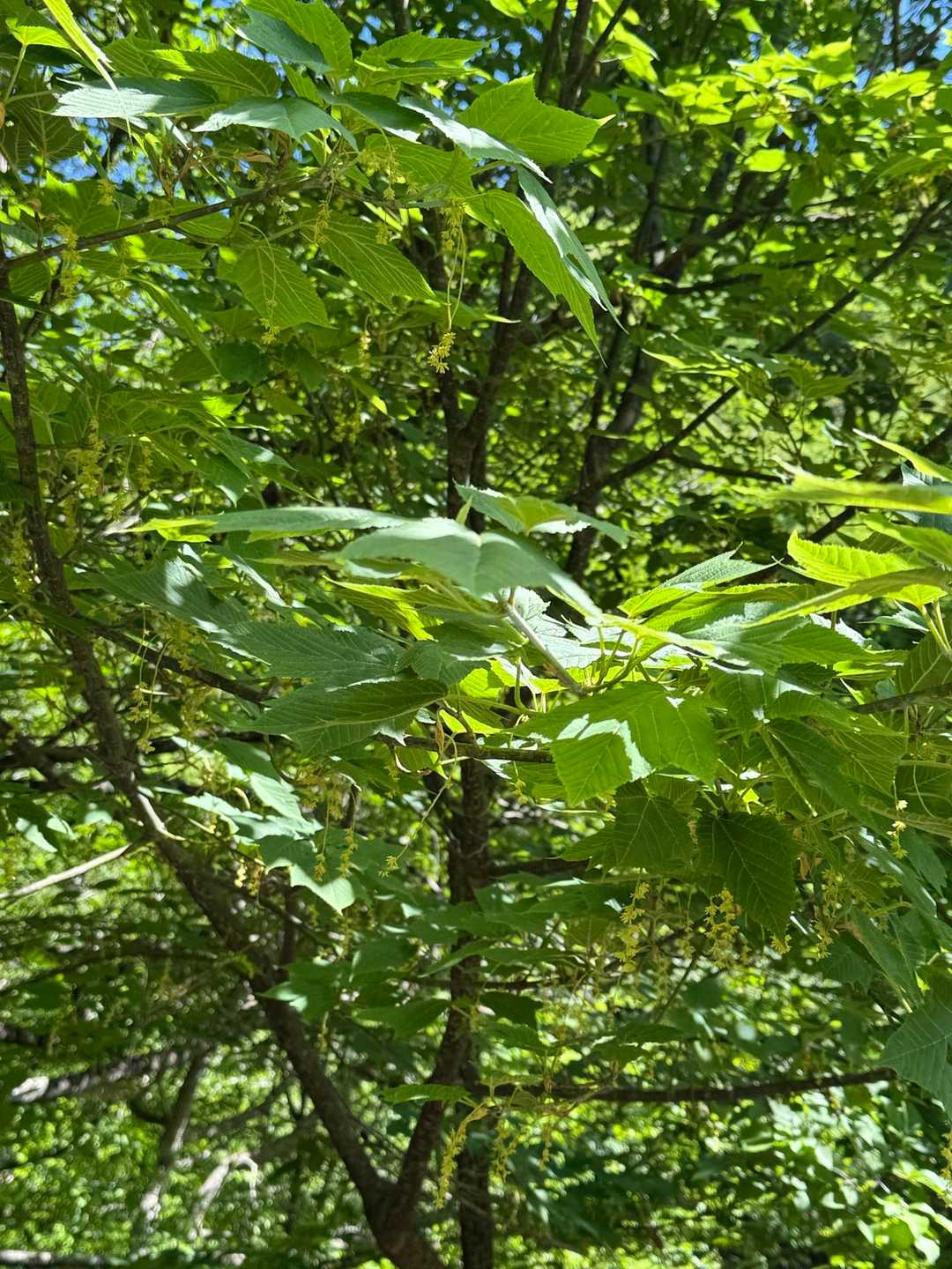 ウリハダカエデの新緑💚
よく見ると花も咲いてます♪
