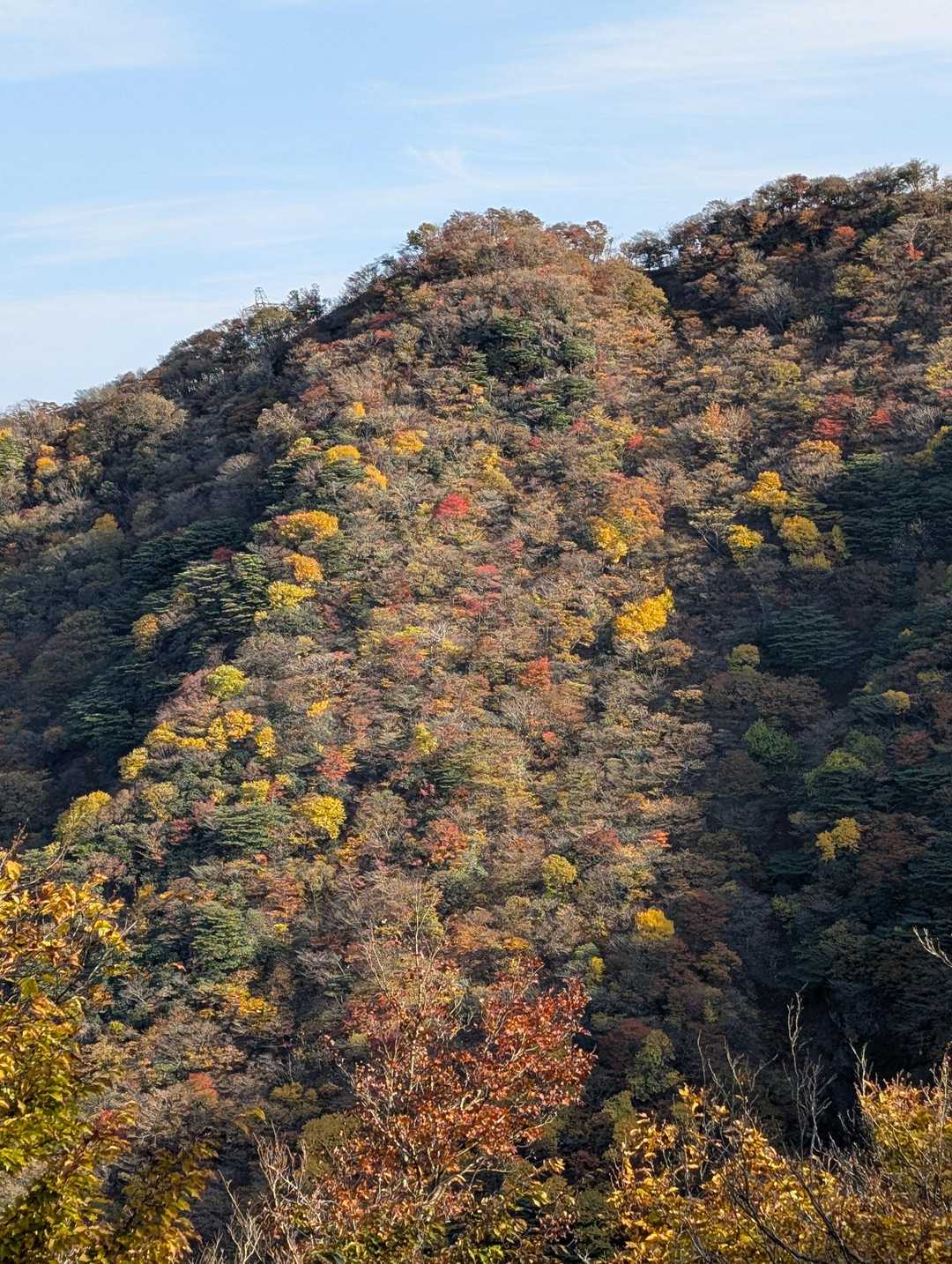 ⛰️💛🧡焼尾山の山腹。
西日が当たってキレイです✨