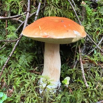 立派な🍄‍🟫