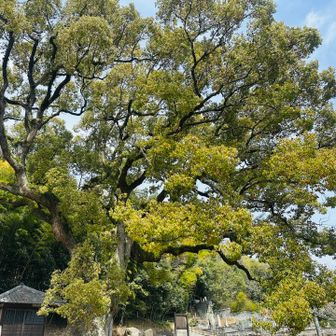 楠からもパワーをもらって…