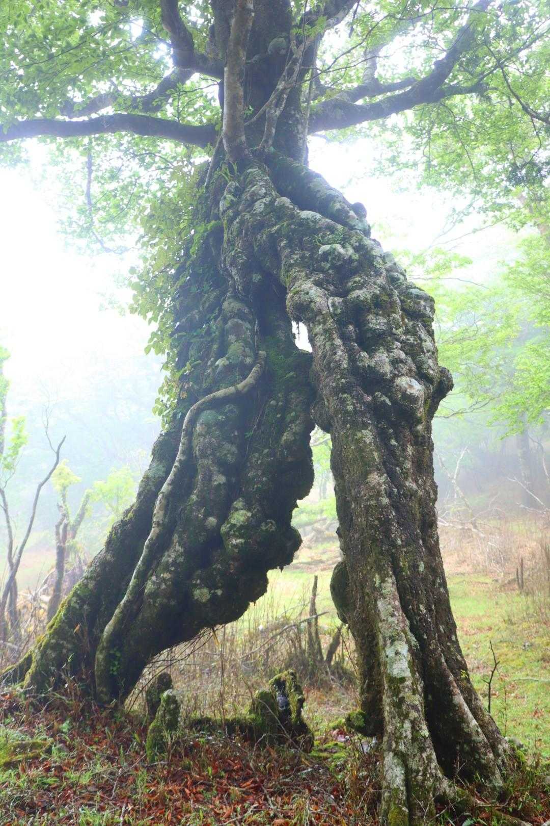 白髪山登山口-白髪山 周回コースの写真