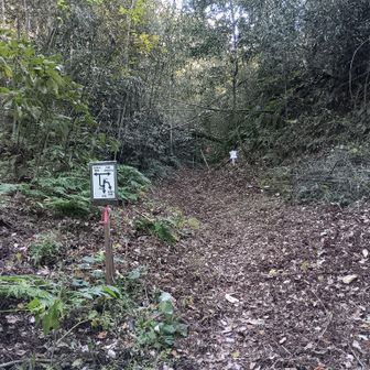左を上がると尾根道へ
少し行って右へ上がると、見張山西峰へと行けますが、この道をまっすぐ、進みます。