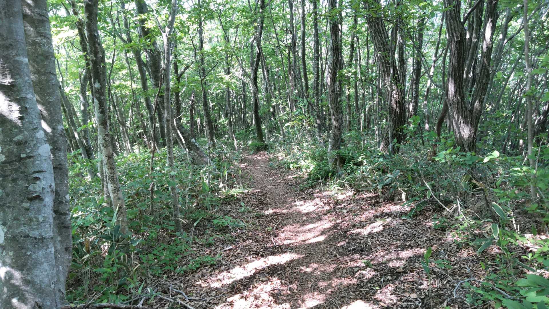市間山、立岩山の縦走路は急登と気持ちのいい登山道を順番に繰り返す感じ