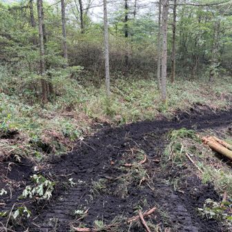 登山道の途中が伐採作業道と交差してる箇所あって少し迷いやすかった
あと、地面ドロドロ