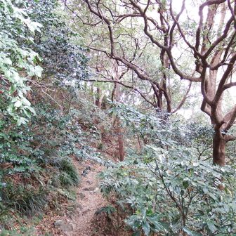 らしくなって来ました。