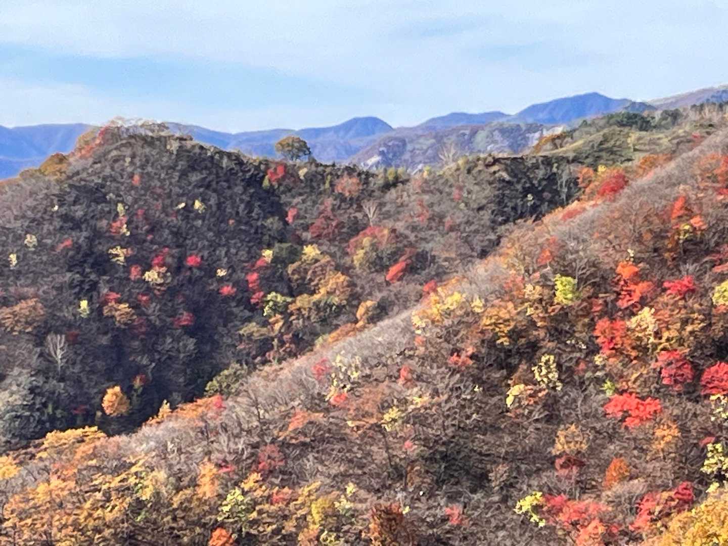 今年は赤🍁多いかも！
