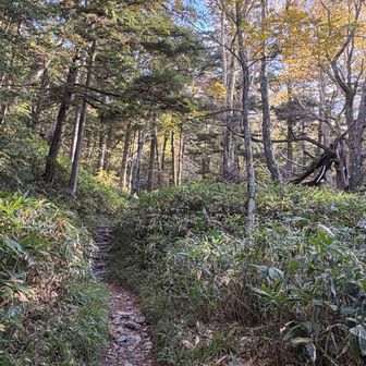 登山口に入り、ノンビリ樹林帯歩き