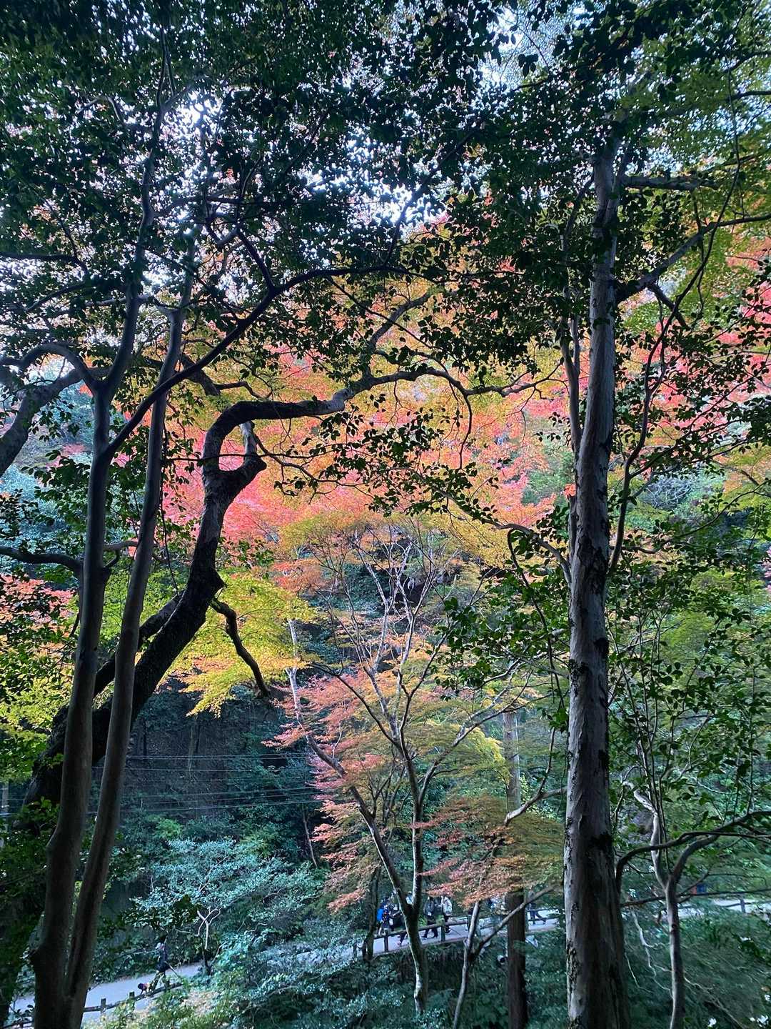 瀧安寺-石子詰登山口-天上ヶ岳 周回コースの写真