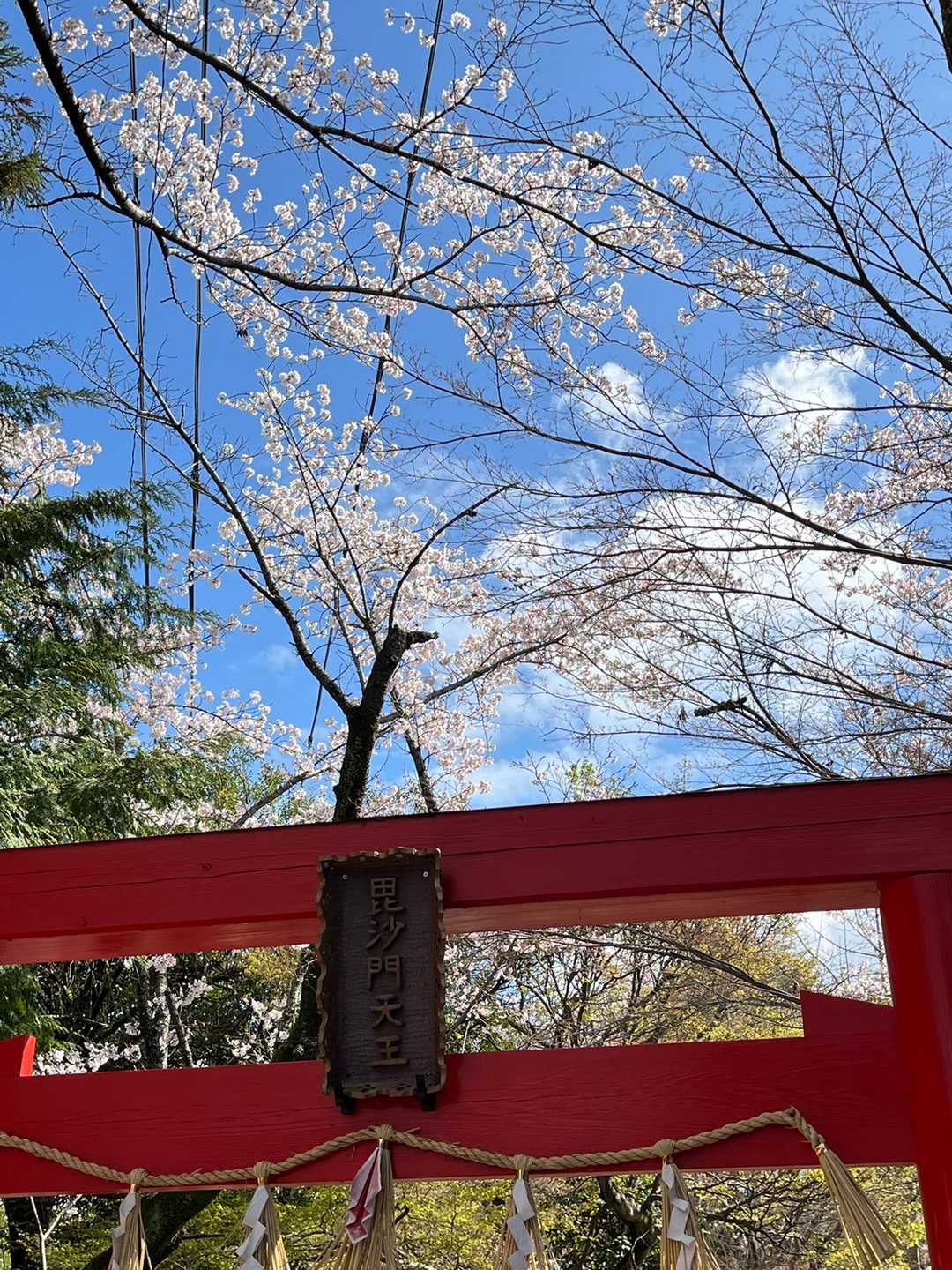鳥居⛩と桜🌸