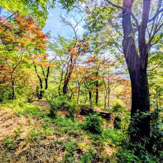 おっ越し山の山頂あたり