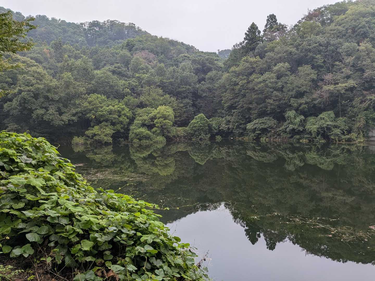 駐車場の傍らの霧ヶ谷津池(水がいっぱいになった)通称は谷津池