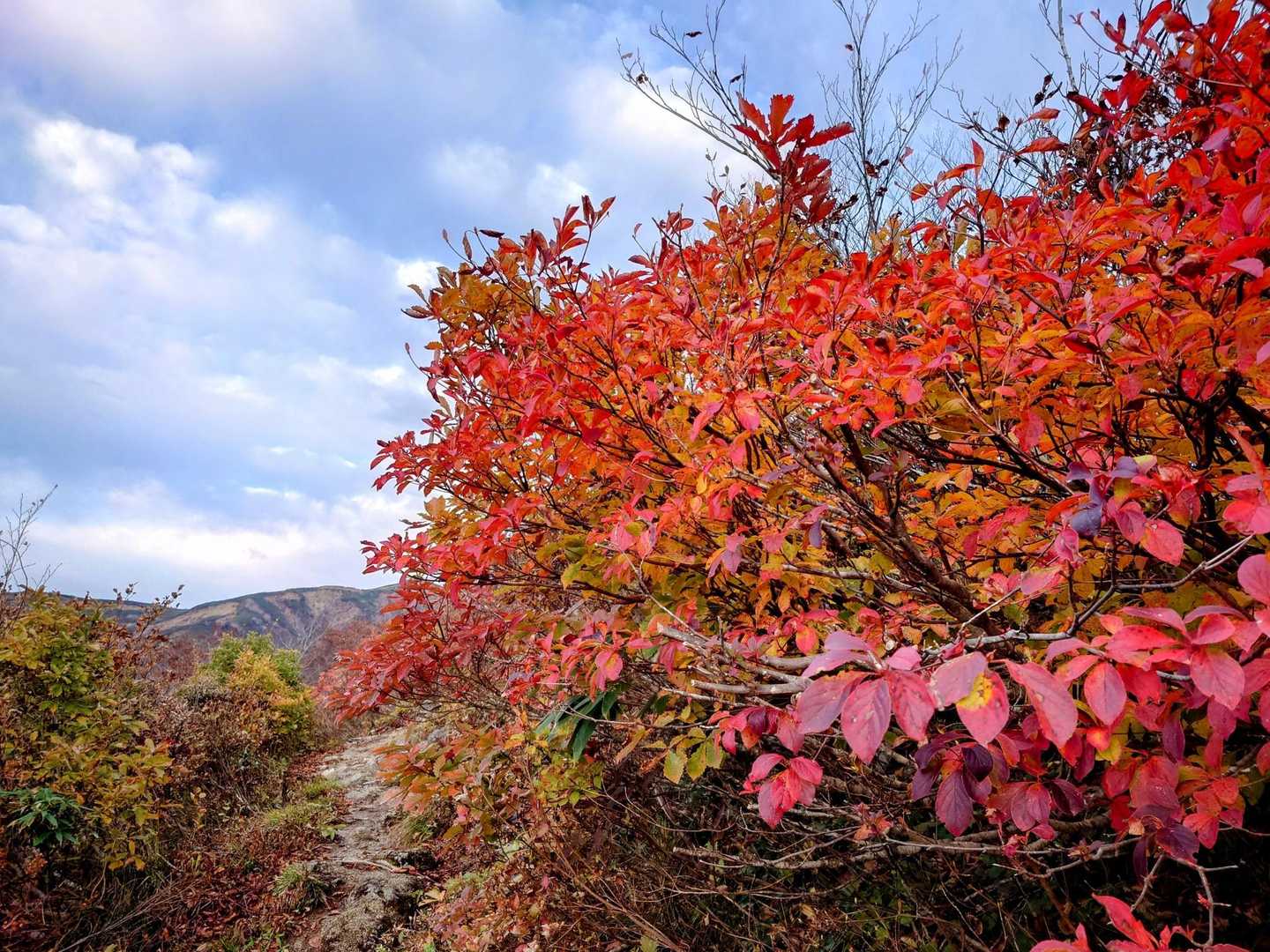 紅葉ロード
稜線の紅葉は終盤でしたが、ところどころきれいに色づいています😙