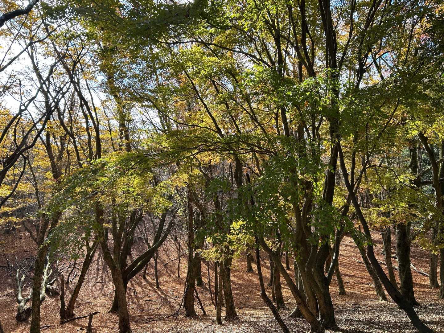 鉢伏山-明ヶ田尾山 往復コースの写真