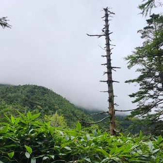 雲に覆われてきてわずかに小雨、予報通り🤍
