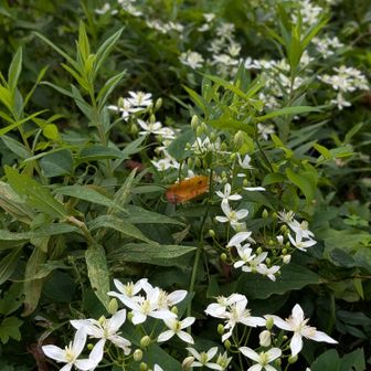 力強くセンニンソウ。あちこちで白い花が目立ちます。