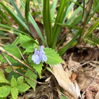 紫色の小さな花見つけました