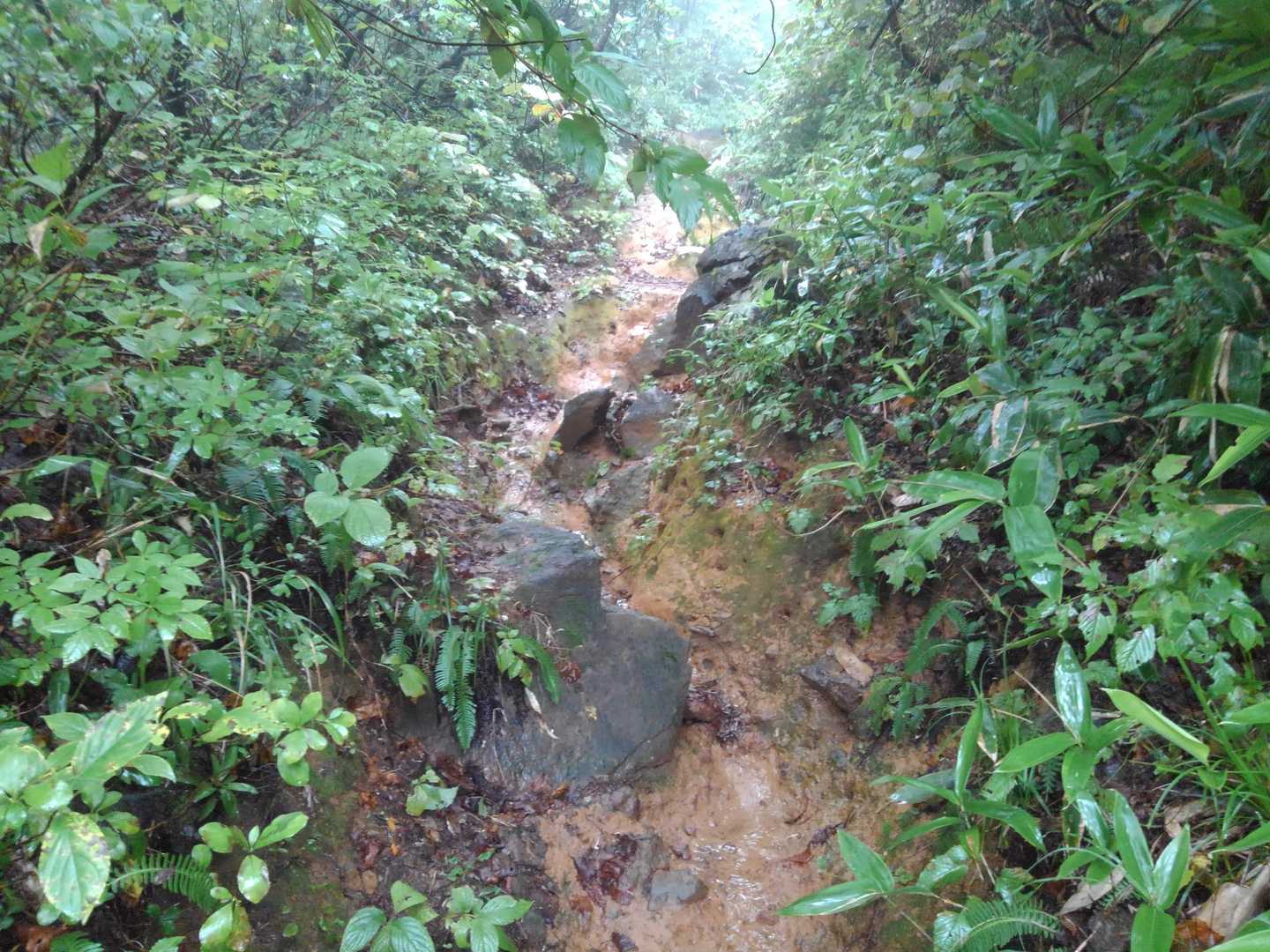 登山道は水が流れている