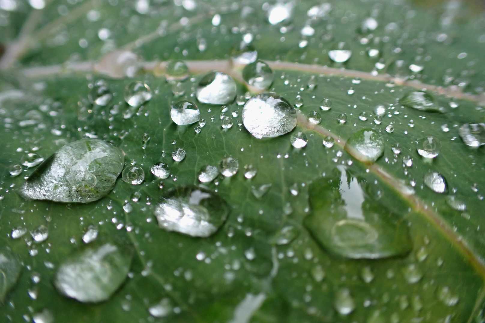 まだ小雨が降ってます🌿