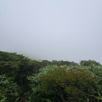堂岩山からは白砂山へは
小ピークをいくつも越えながら
シャクナゲ&ハイマツの藪漕ぎ