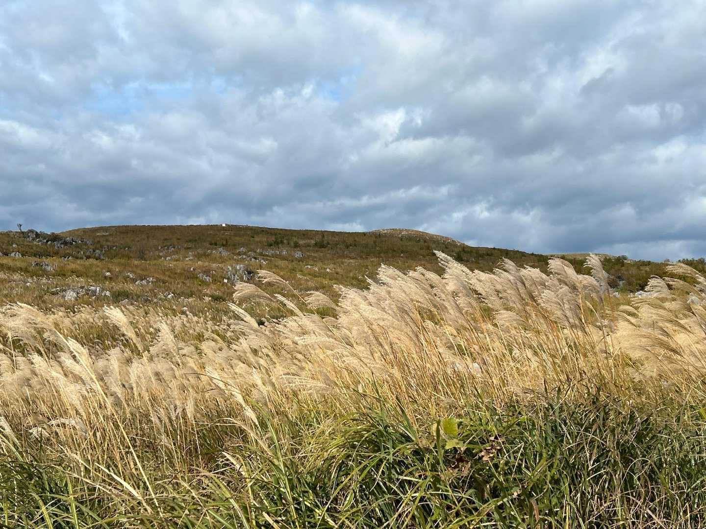 ススキ🌾が綺麗でした