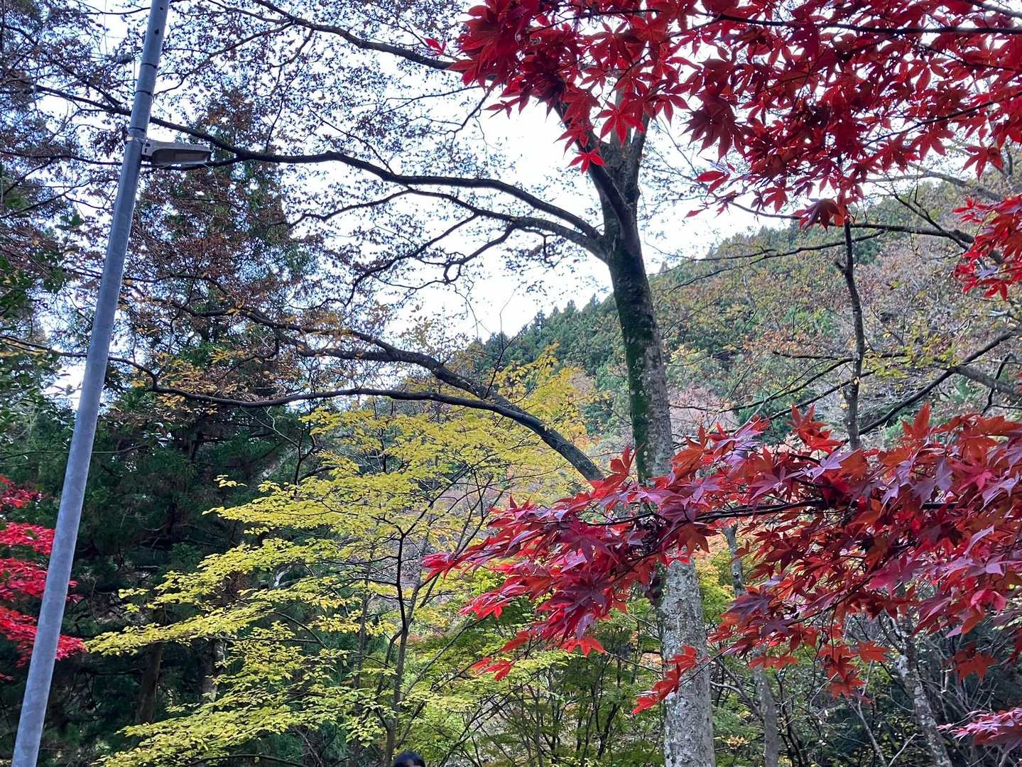 ちらりちらり🍁