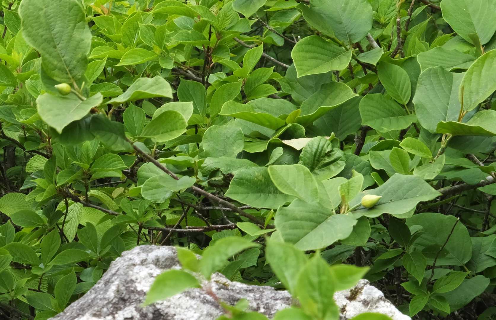 つぼみはまだかたそう
　