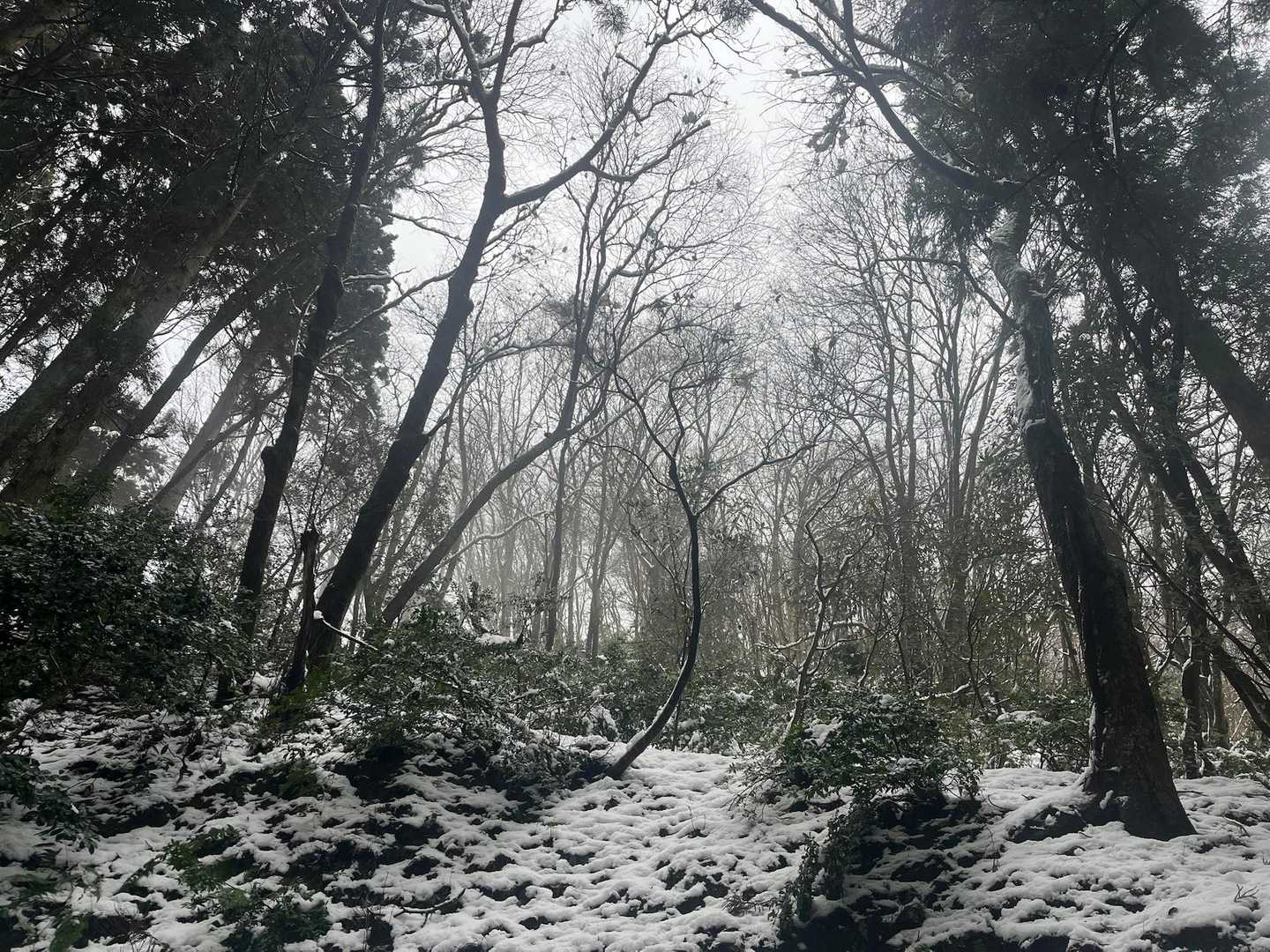 1ヶ月前は見事な紅葉でした
今日はモノクロームの世界