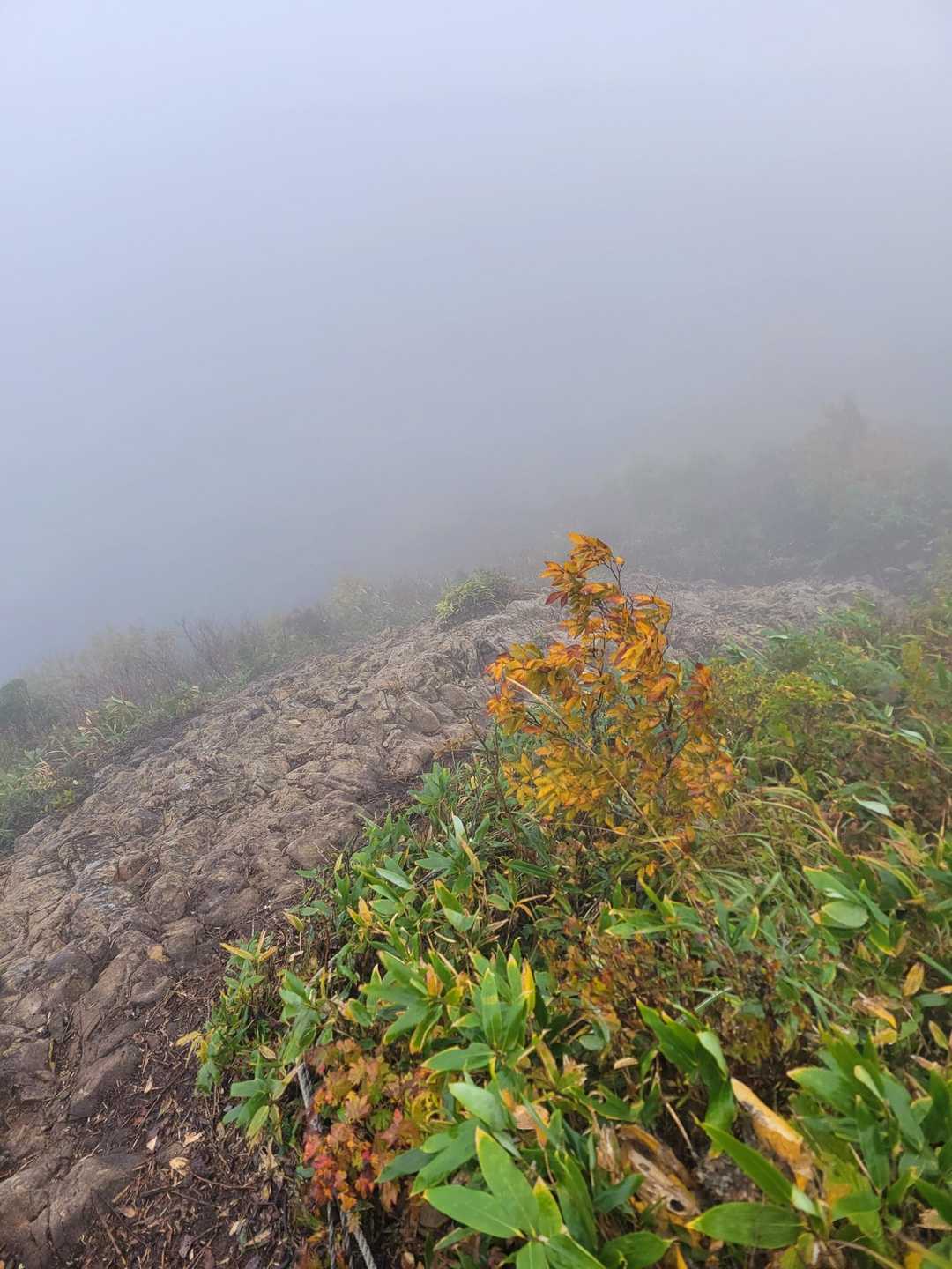 大関山-ハマグリ山-トンガリ山 往復コースの写真