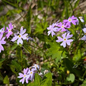 ﾕｷﾜﾘｿｳがそこら中に🌸