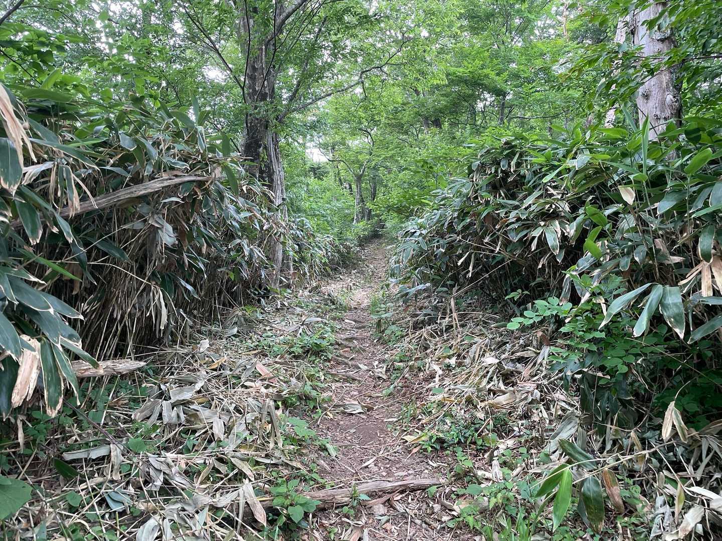 きれいに刈り払ってくれていてありがたいです