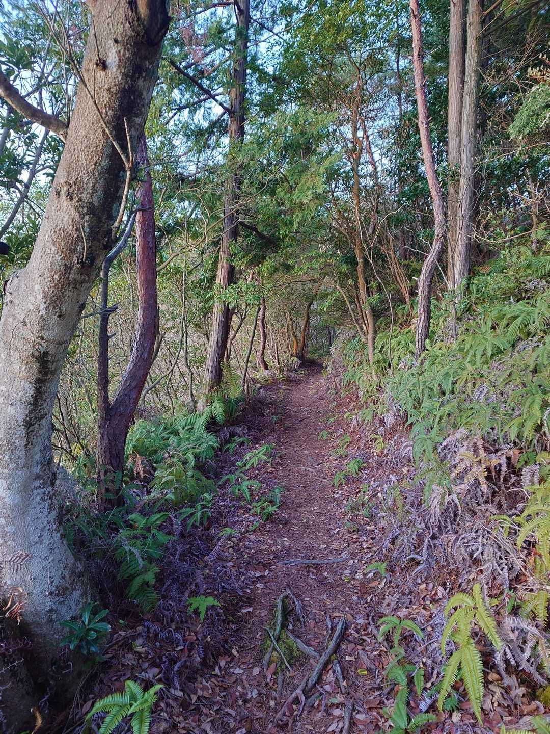 中津峰山 往復コースの写真