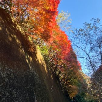 下からもキレイ🍁