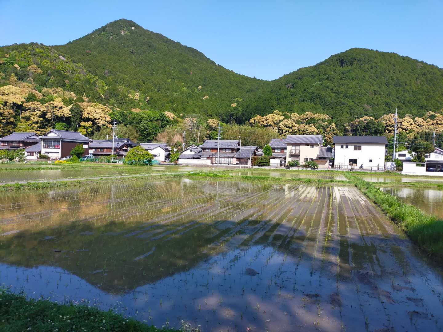 三上山と田んぼに映る逆さ三上山👌