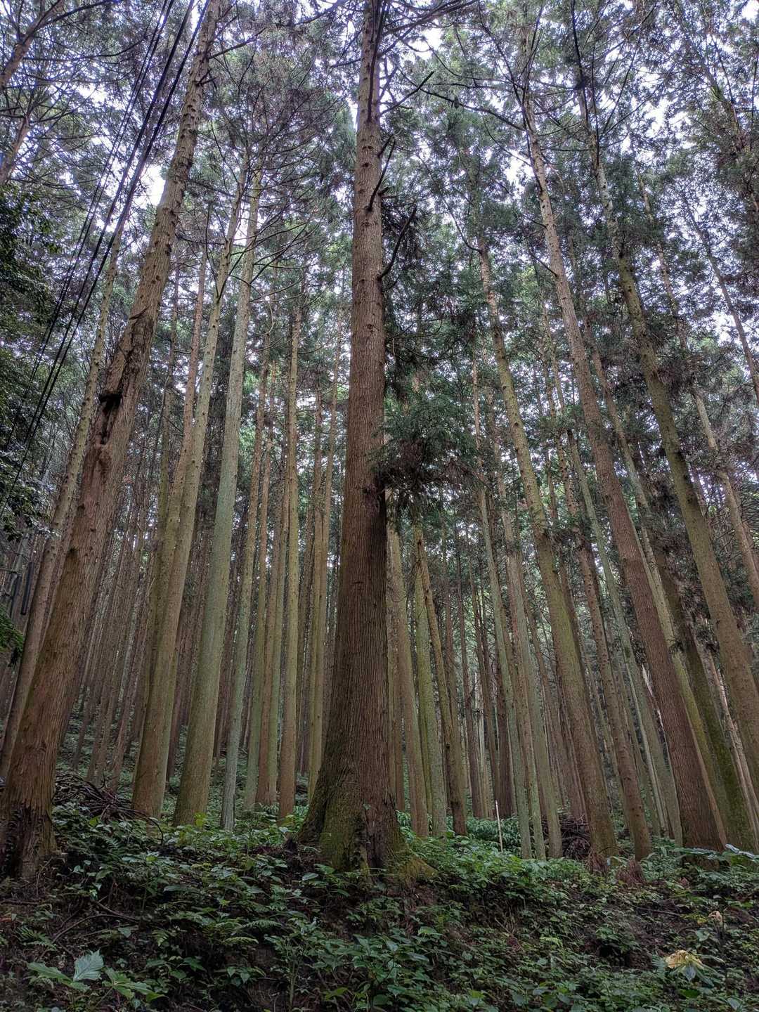吉原登山口-許斐山 往復コースの写真