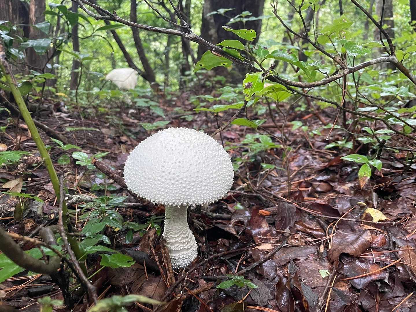 目立つわー
しかも、いい形なんよ🙌
