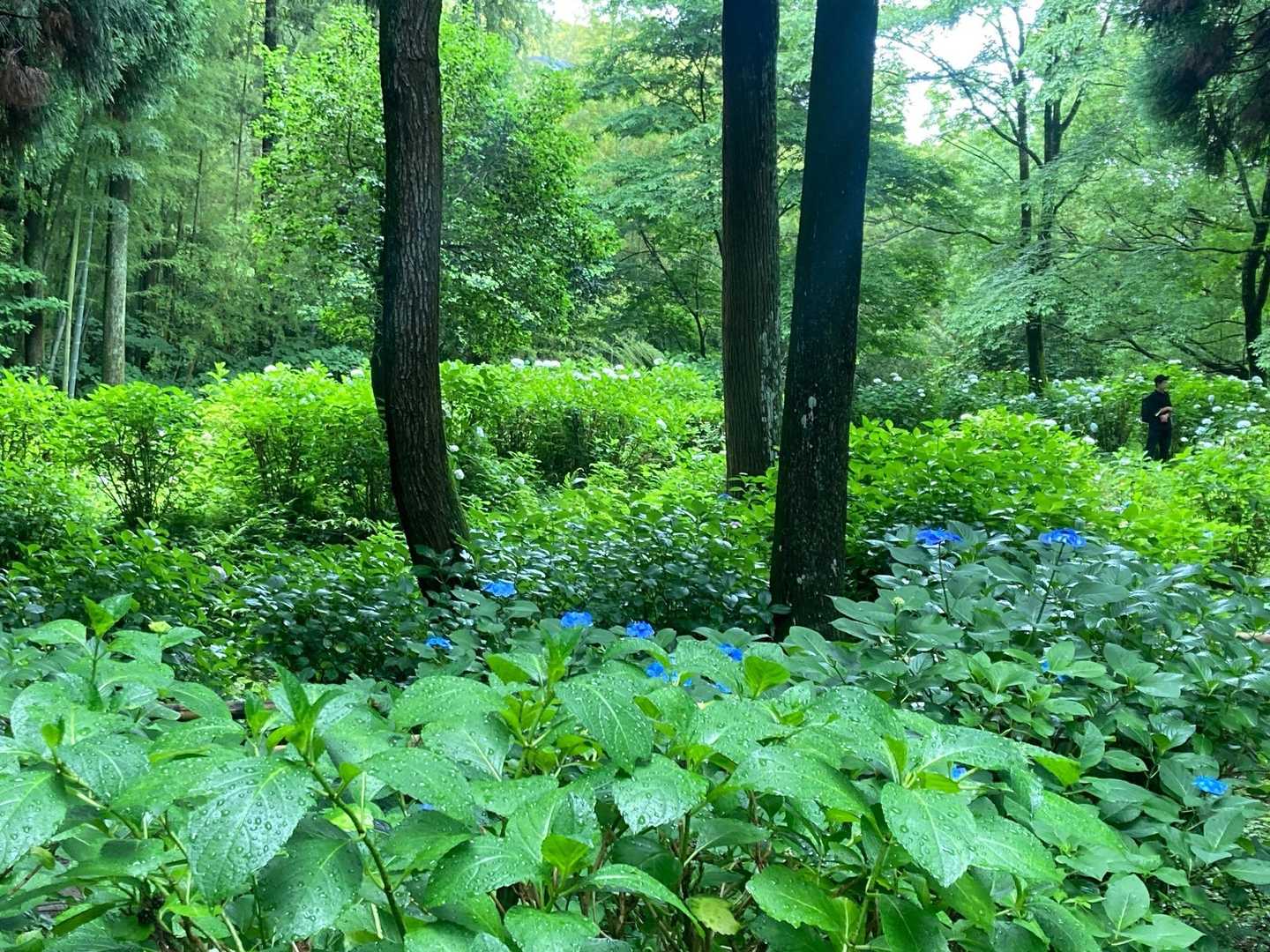 九州オルレ 久留米・高良山コースの写真
