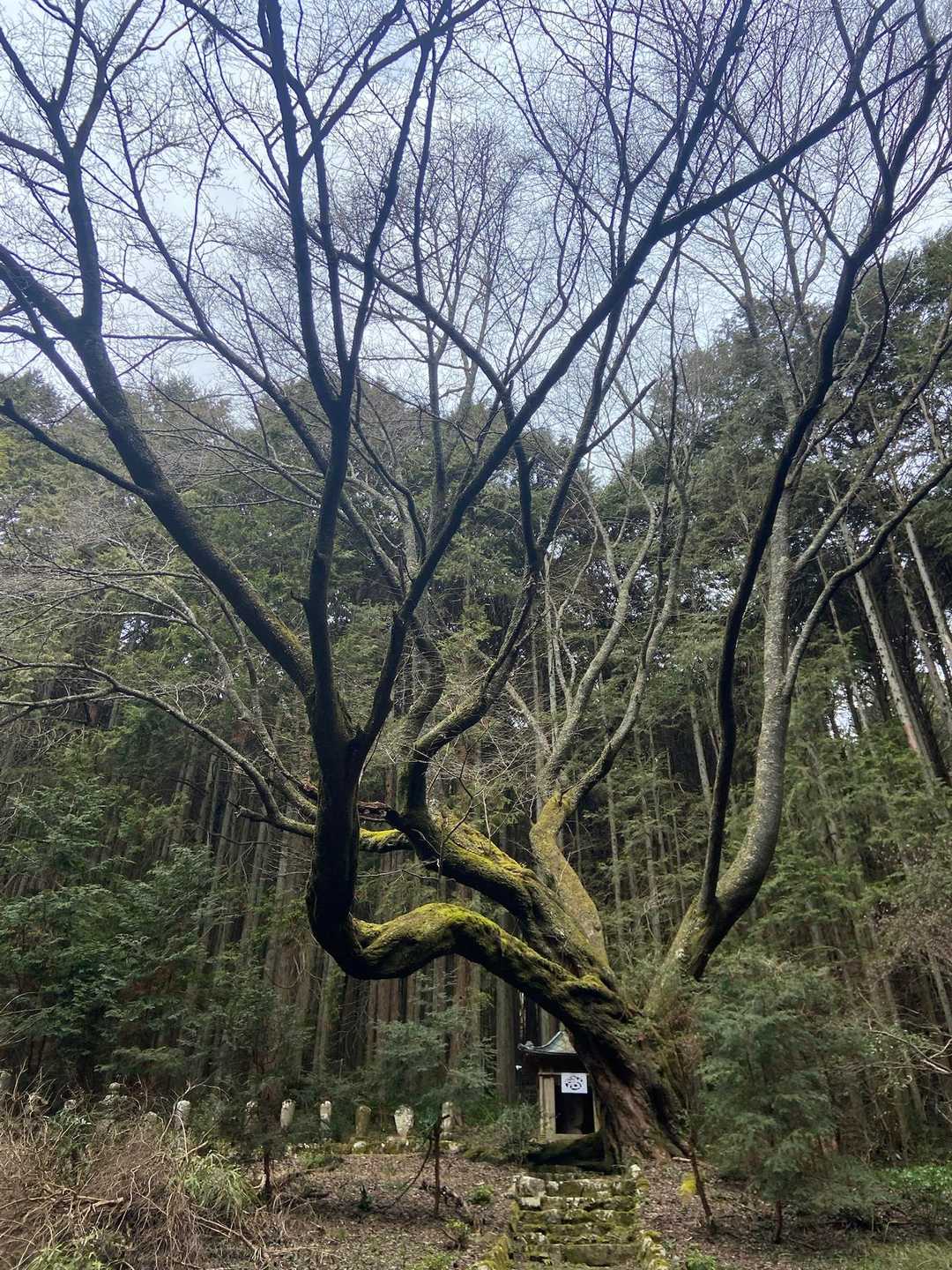 下山中、なんかすごい木を発見したので寄ってみた
