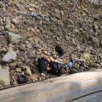 💩が動いたと思ったら、フンコロガシさん!?
大きいの狙ってますね👍
