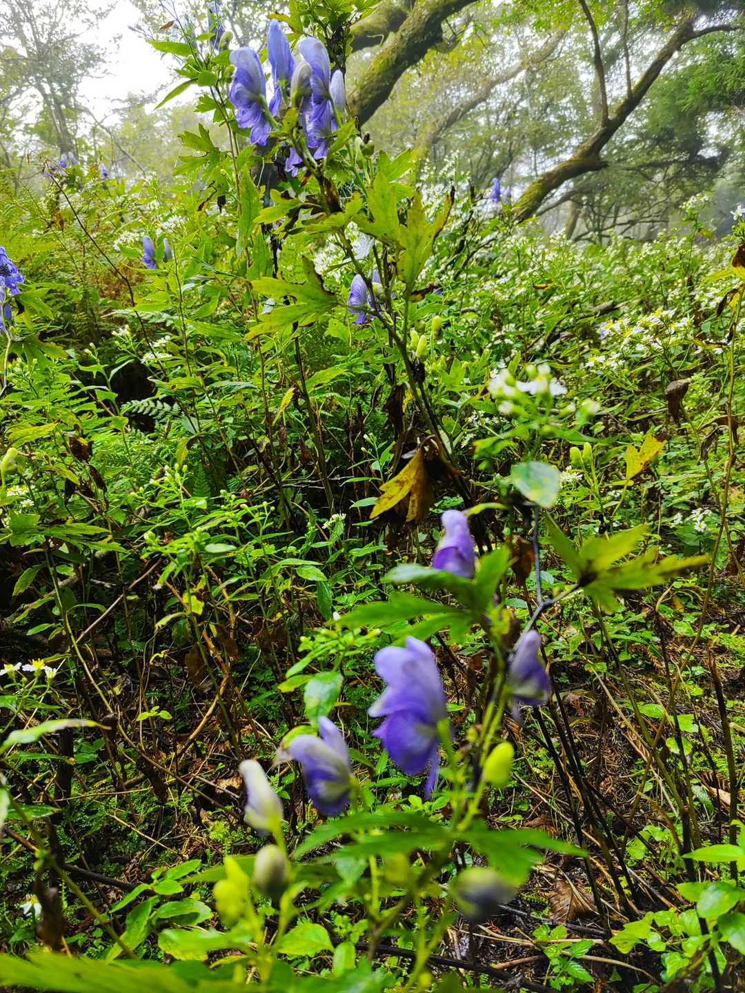 仁科峠-風早峠-魂の山-土肥峠-吉奈峠-棚場山-土肥峠 縦走コースの写真