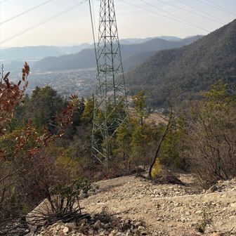 ミドリ色もあるのね