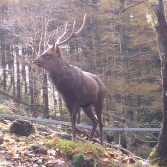 ハイキングＧｏ