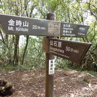 解りやすい分岐。
帰りは、ここを仙石原（金時神社）へ降ります。
