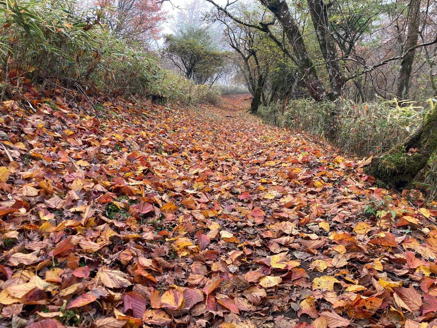紅葉のトレイル