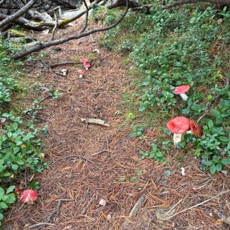 キノコ🍄　ちょっとメルヘンチック🤣