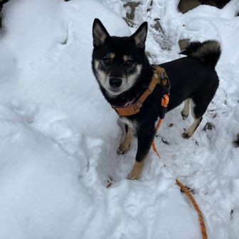 雷は真っ白い雪にかなりテンション高め🐕‍🦺